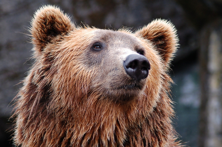 День медведя будет в Анапе ясным и ветреным