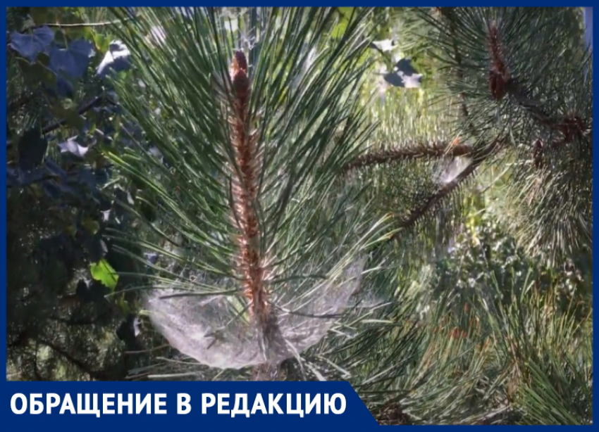 Татьяна Потёмкина обеспокоена тем, что сосны в Анапе покрыты странной паутиной