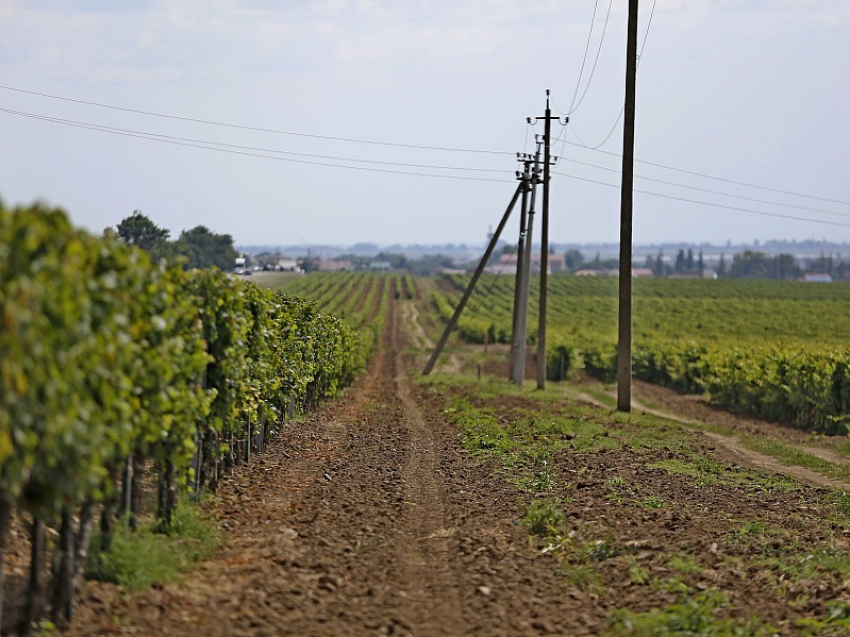 В Анапе, Новороссийске и Темрюкском районе высадили первые 120 га виноградников