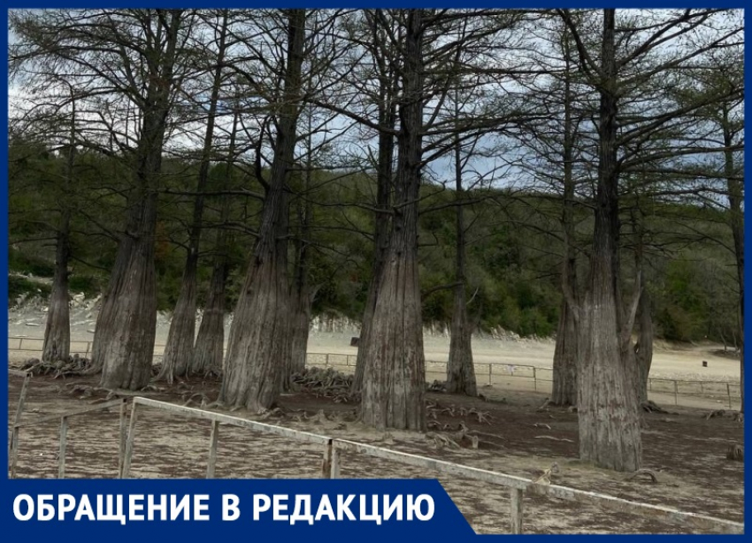 «Стадо людей ходит и превращает это в цемент»: анапские болотные кипарисы под угрозой