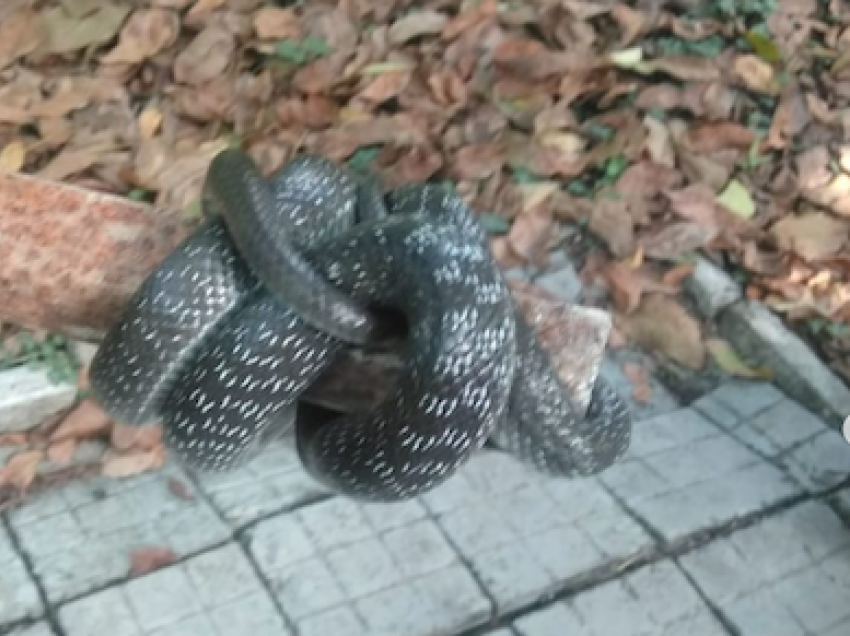 Змеи есть не только в Анапе, в Дюрсо рептилия заползла в подвал дома