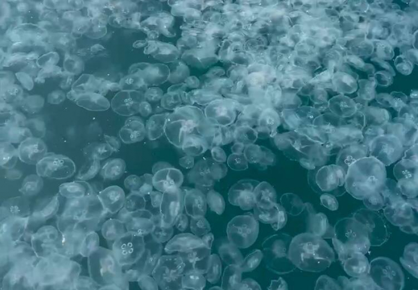 Какой-то странный май: в Анапе на Высоком берегу замечен кисель из медуз