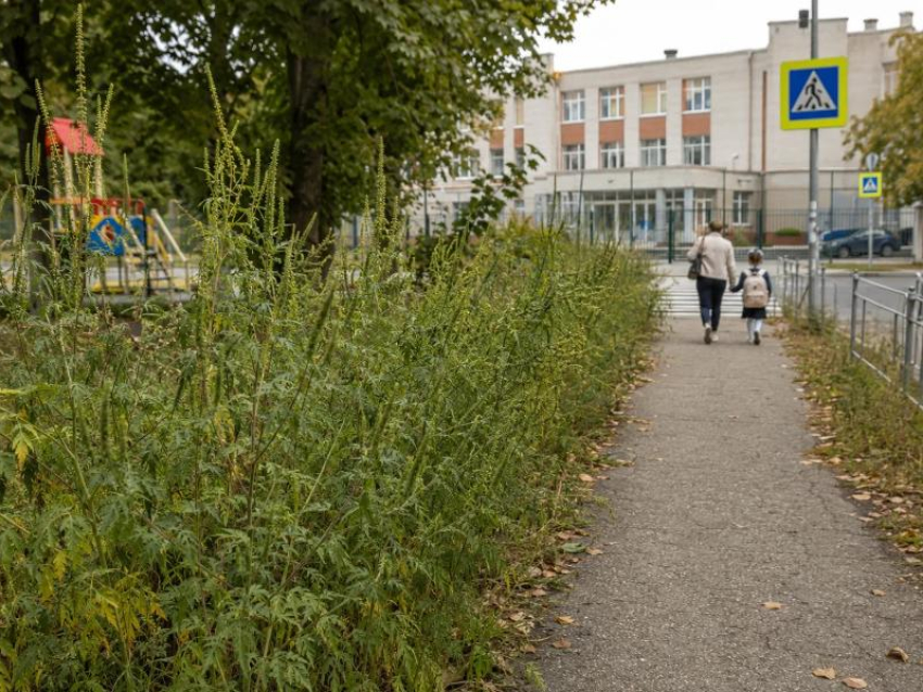 Родители бьют тревогу: по дороге в школу №4 детей встречает амброзия
