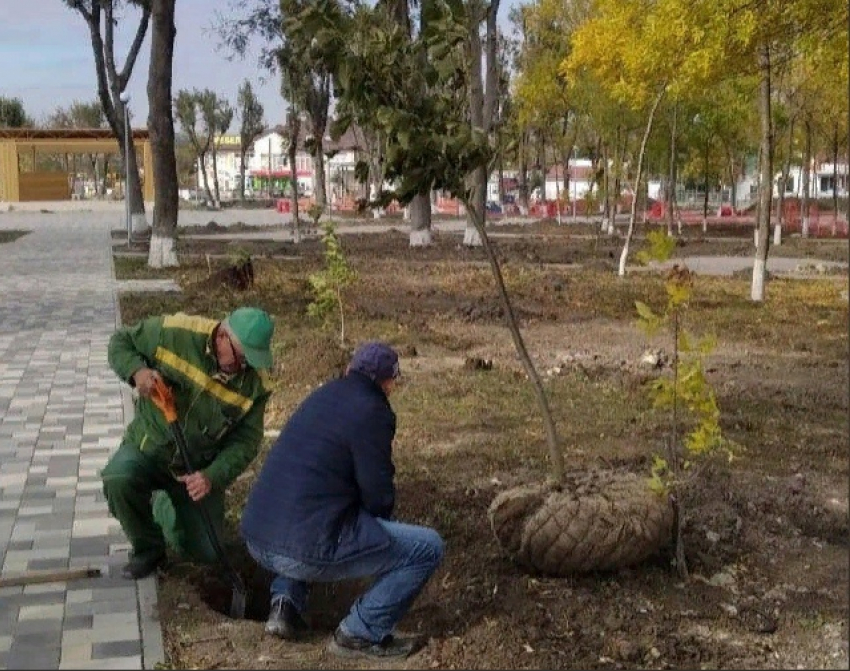 Новый парк в станице Гостагаевской облагораживают деревьями