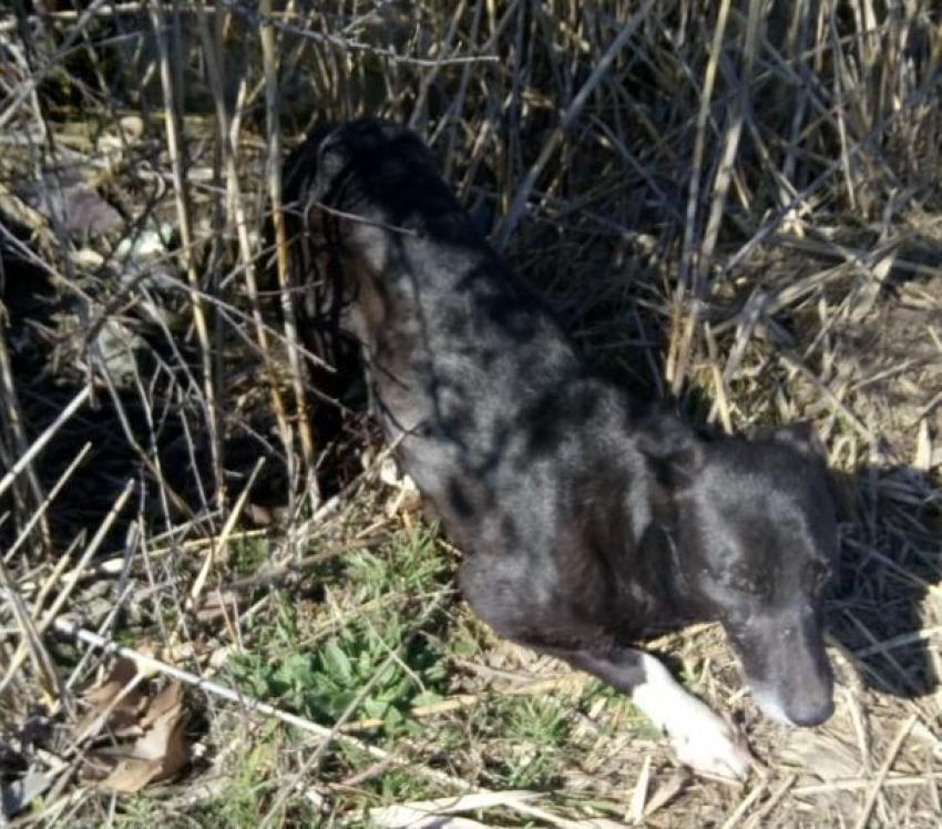 В Анапе возле плавней собака попала в капкан