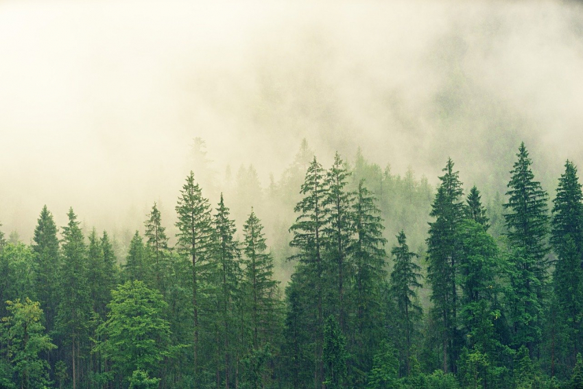В День работников леса в Анапе и облачно, и дождливо