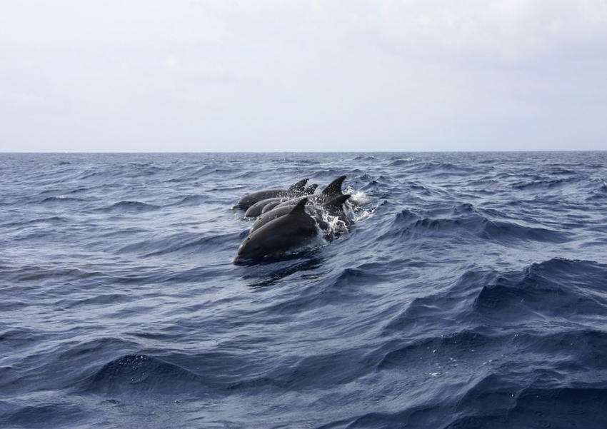 На берегу Кубани, в том числе Анапы, за год нашли 345 мертвых дельфинов