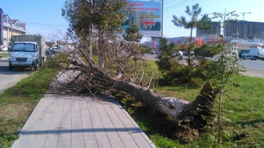 Фотофакт: три дня упавшее дерево перекрывало проход пешеходам в Анапе