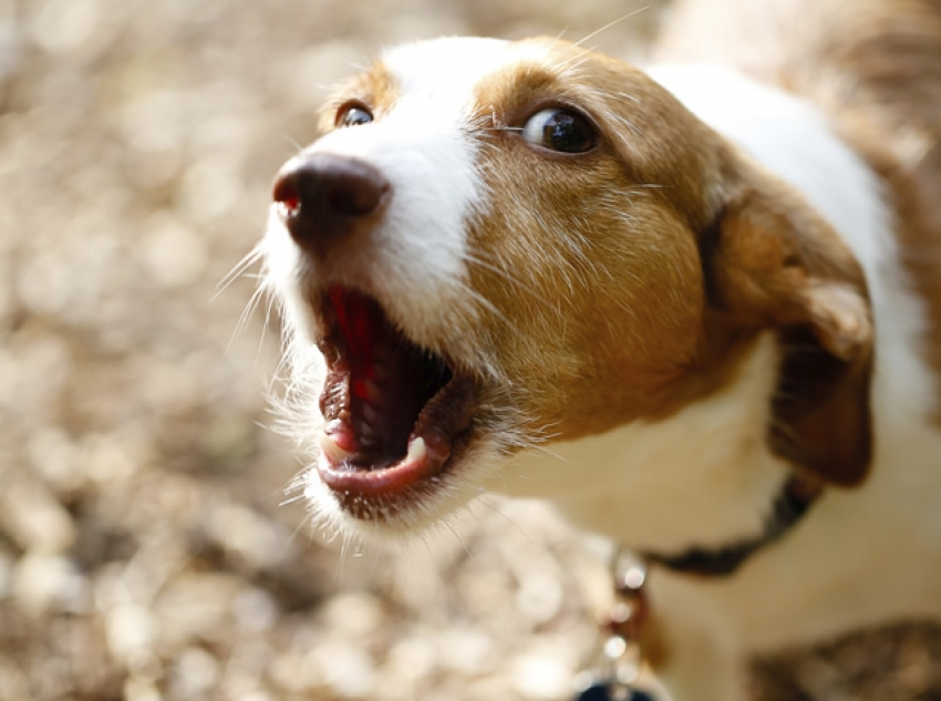 Агрессивная среда: анапчане спорят, стоит ли подкармливать бродячих собак