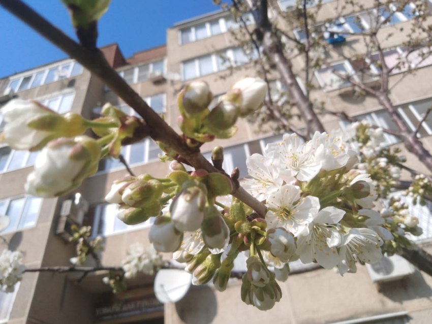Анапа. Карантин. Третье апреля: на улице бушует не только коронавирус, но и цветущая весна