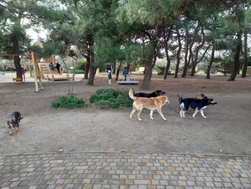 Стаи бездомных собак «оккупировали» Анапу