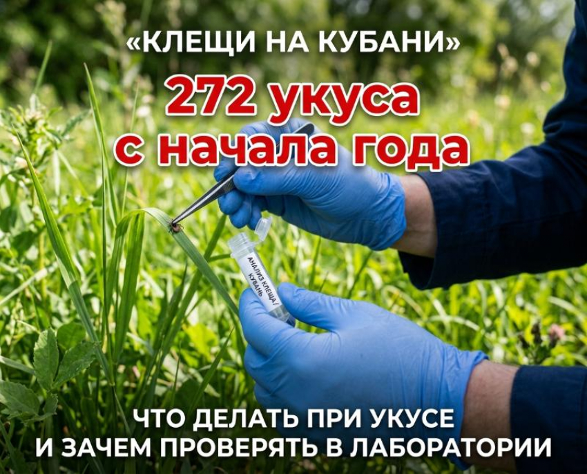 С начала года от укусов клещей на Кубани пострадало 272 человека, 107 из которых — дети