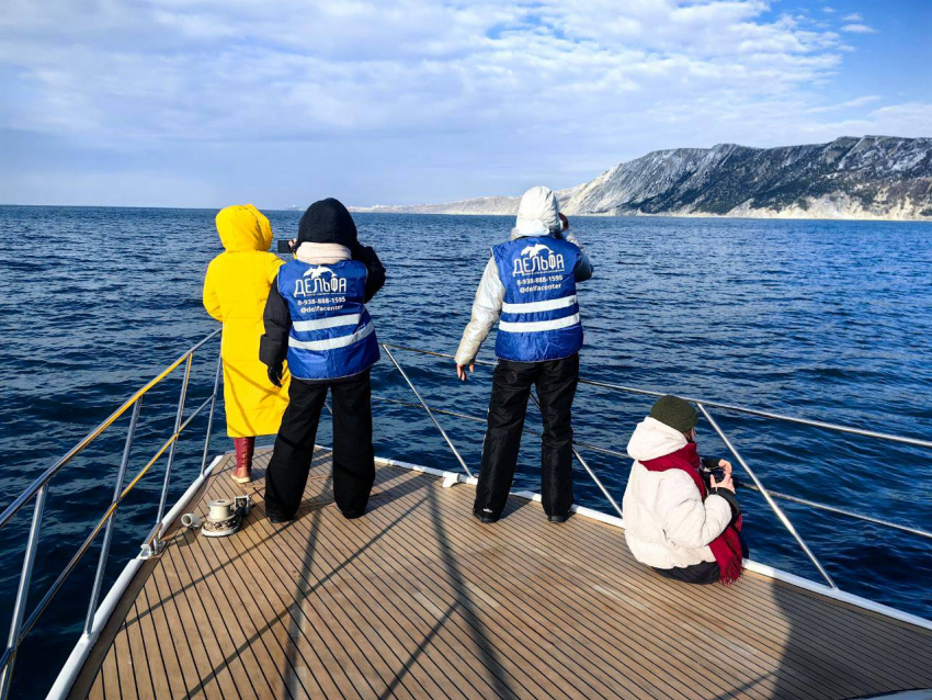 В Анапе откроют стационар для экстренной помощи дельфинам