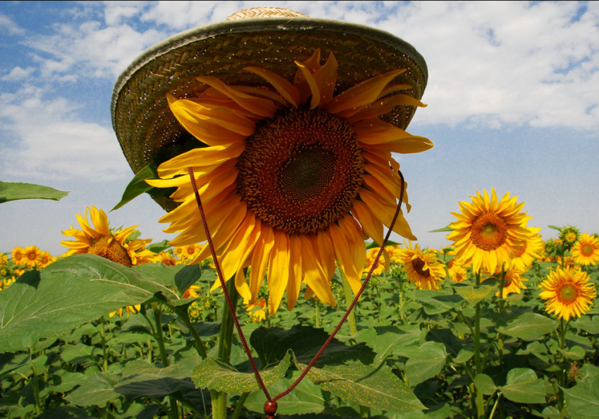 2 июля в Анапе будет так же комфортно, как и вчера