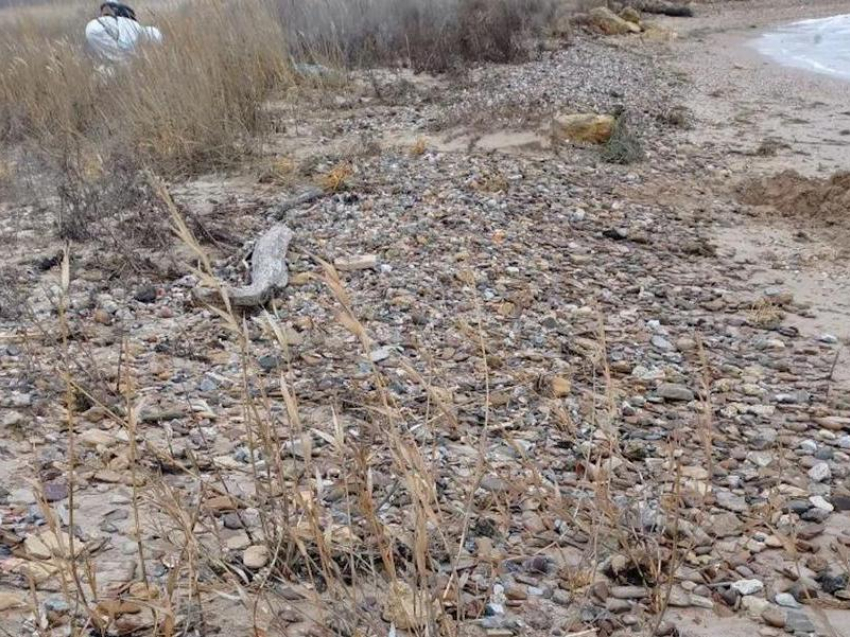 Для пляжей Анапы появилась новая угроза