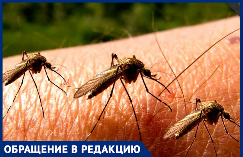 Нашествие комаров: анапчане просят власти обработать  территории
