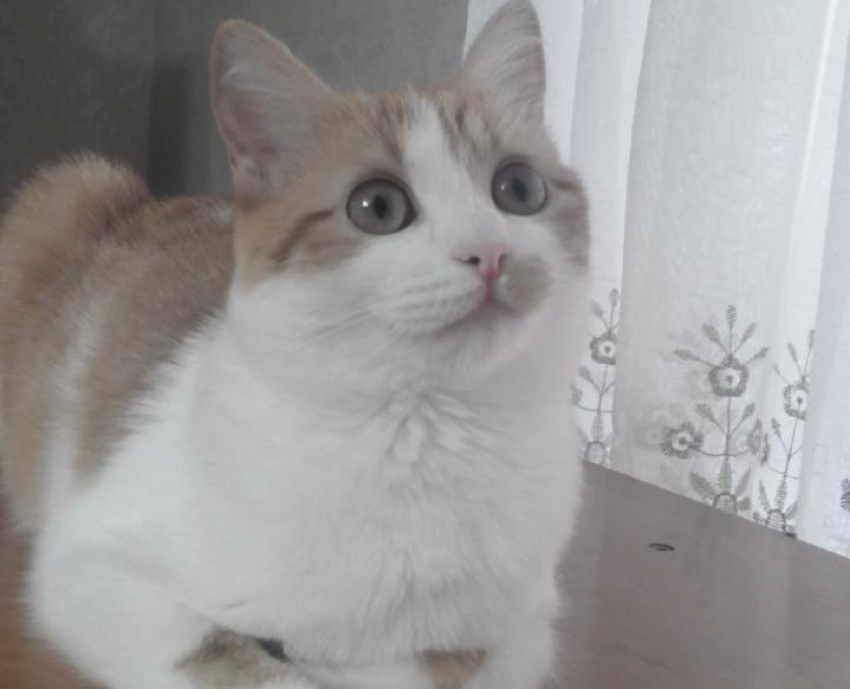 Любознательная кошка Нюша принимает участие в конкурсе «Мартовские коты» 