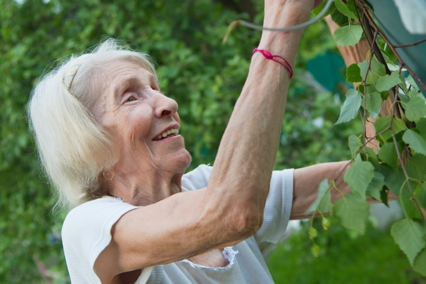  За сколько пенсионерам Анапы помогут закупить продукты и прополоть огород? 