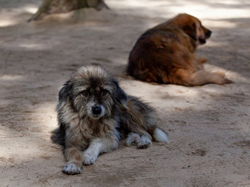 Проблемой бездомных животных в Анапе займется ИП Агаева