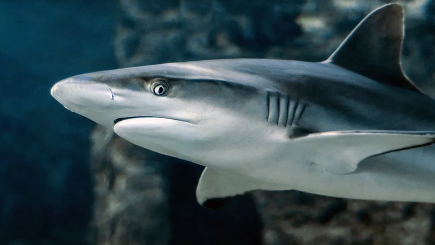  Кому в Анапе нужна домашняя акула? Продается!