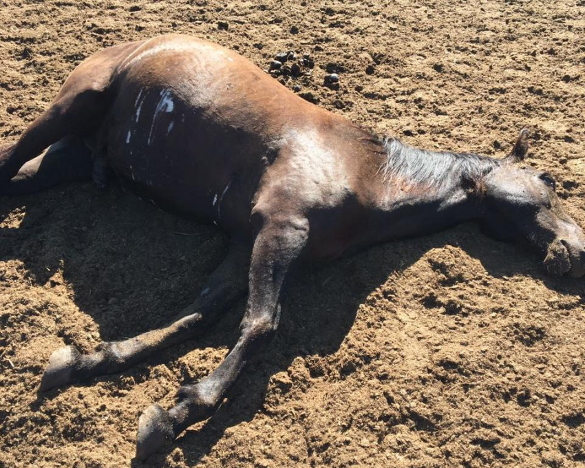«Больно до слёз»: анапчане не смогли найти оправдание живодеру, зарезавшему семь лошадей