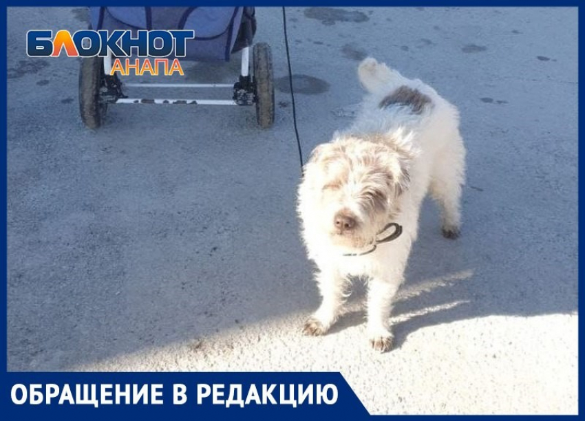 В Анапе очередной «плевок» на законодательство - убийства собак дошли до Витязево