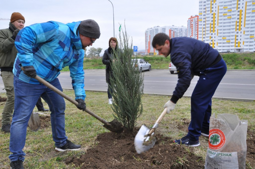 В Анапе жители новостроек высадили можжевельник и берёзы