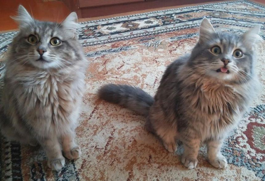 Пушистые Василий и Архип приняли участие в конкурсе «Мартовские коты» 