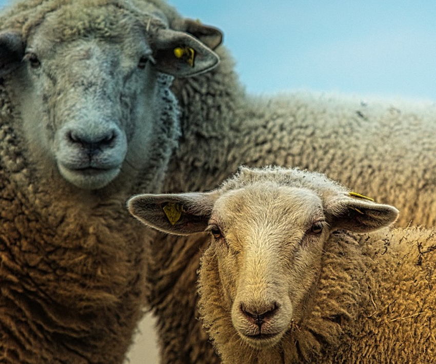 Рядом с Анапой была пресечена попытка перевозки 80 овец без документов о прививках