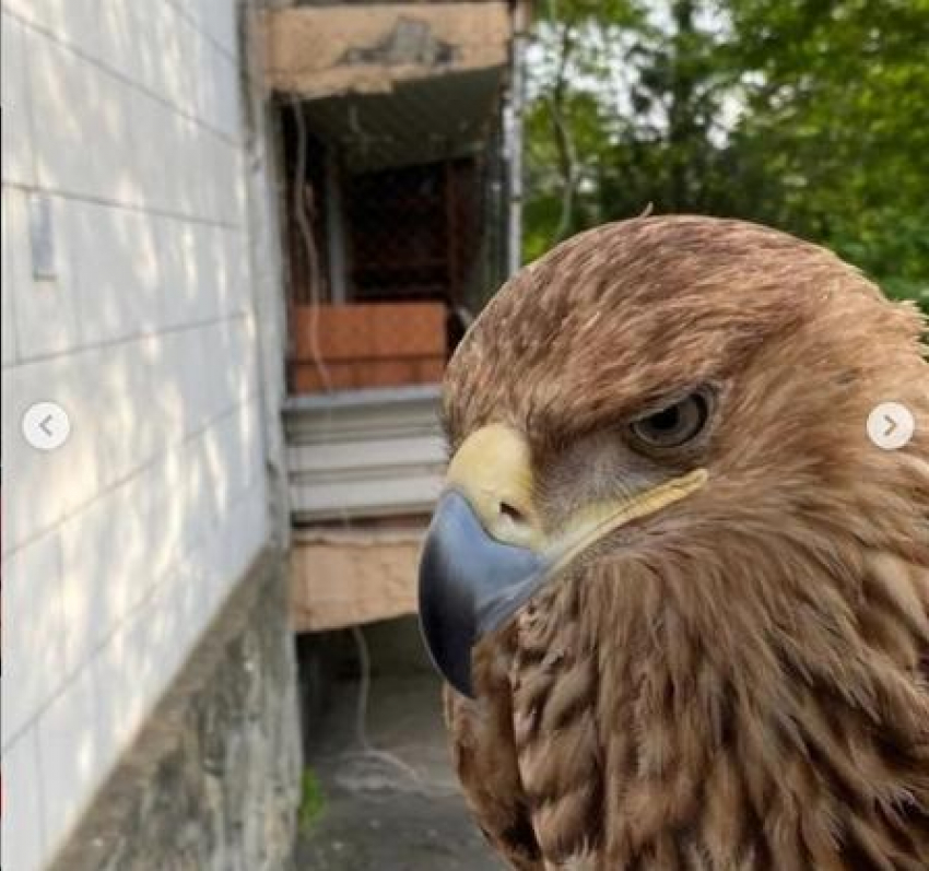 В Анапе у пляжных фотографов изъяли краснокнижных птиц