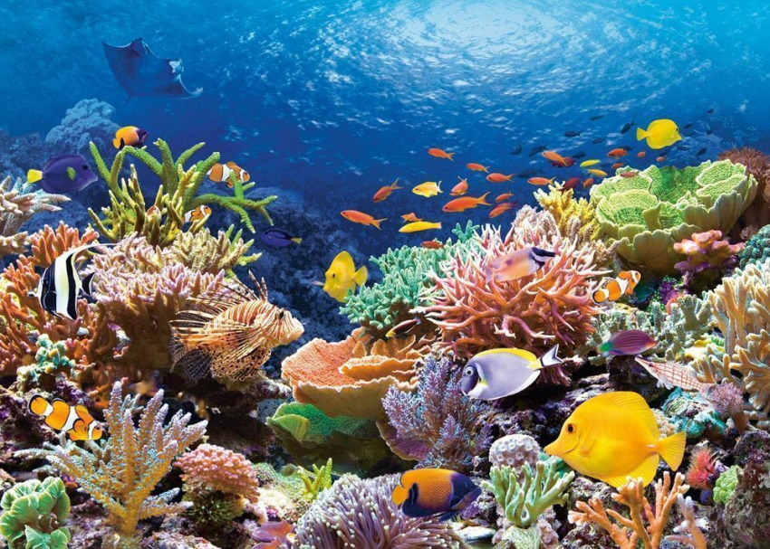 Учёные нашли способ восстановить и защитить Большой Барьерный риф