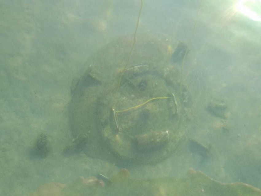В море недалеко от Анапы дайверы нашли таинственный люк