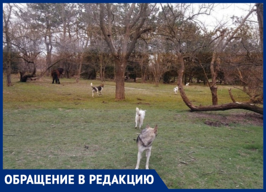 Анапчанка предлагает усыпить бездомных собак возле парка «Джунгли"