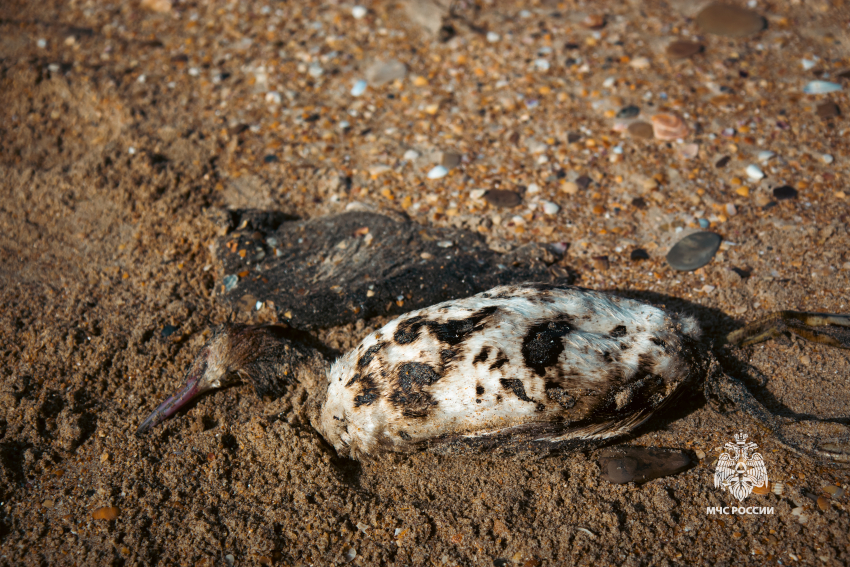 МЧС и волонтёры спасли птиц во время уборки мазута в Анапе
