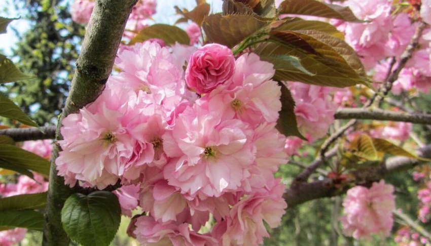 50 оттенков розового: в Анапе зацвела сакура
