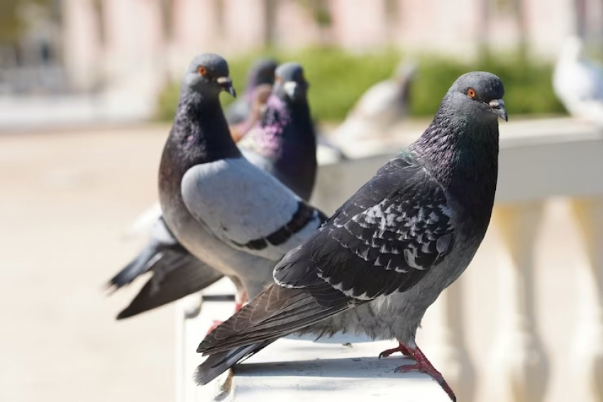 Анапские любимчики: голуби могут представлять опасность для здоровья
