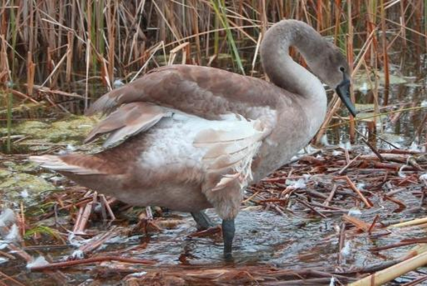 Птенец лебедя запутался в сетях на реке в Анапе: помогите спасти!