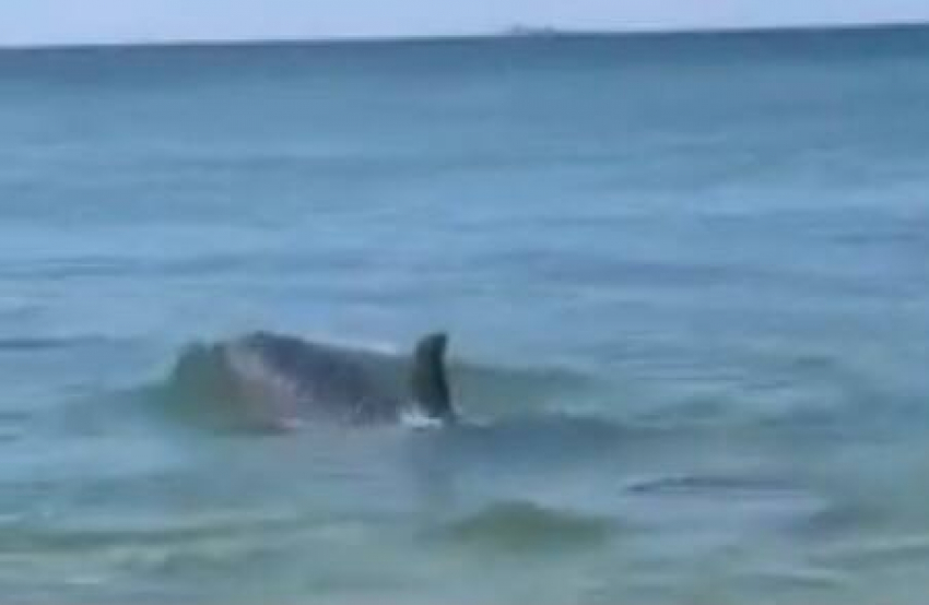 Отделалась только испугом: в Анапе туристку в море чуть не сшиб дельфин