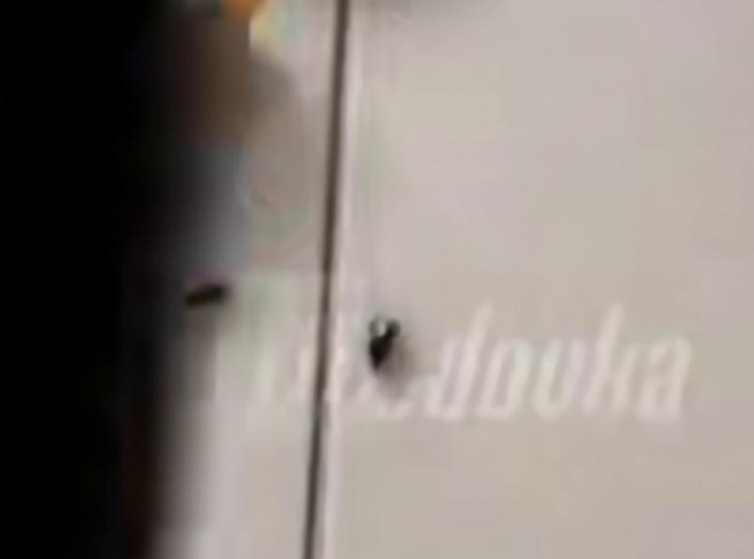 Тараканы Шрёдингера: девочке из Анапы в сладком подарке попались насекомые или нет