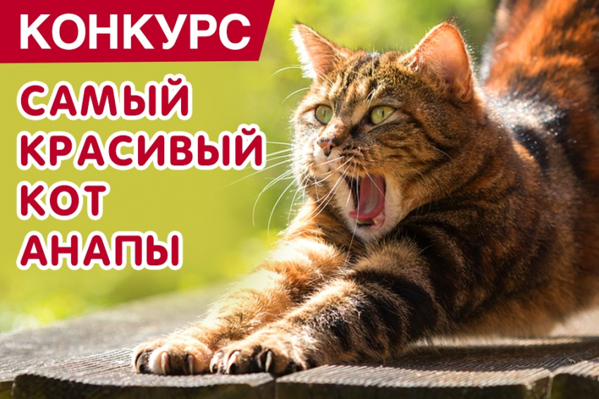 Конкурс «Самый красивый кот Анапы» стартовал! Участвуйте и выигрывайте призы