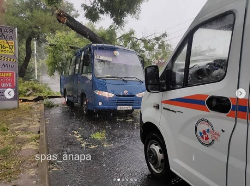 В Анапе дерево упало на рейсовый автобус