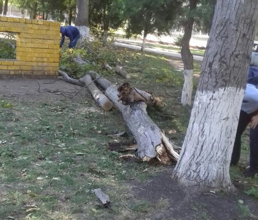 Выбитые стёкла и вырванные деревья: что сильный ветер натворил в Анапе