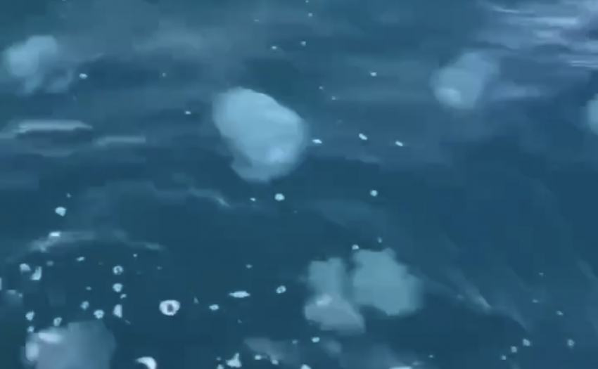 В Анапе нашествие корнеротов в море в районе Большого Утриша