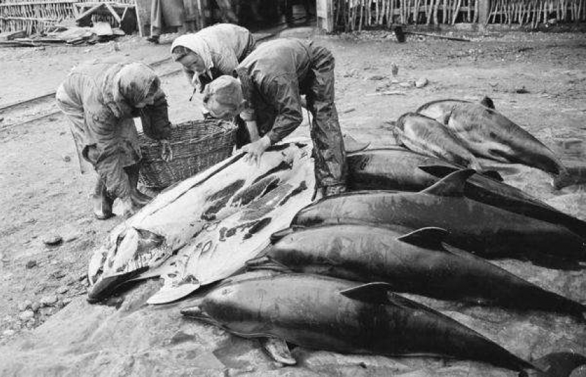 История Анапы: в годы войны анапчане убивали и ели дельфинов 