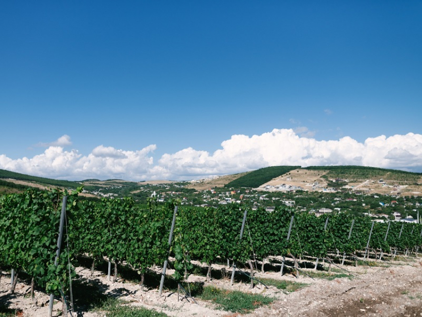 В День археолога в Анапе по-прежнему жарко