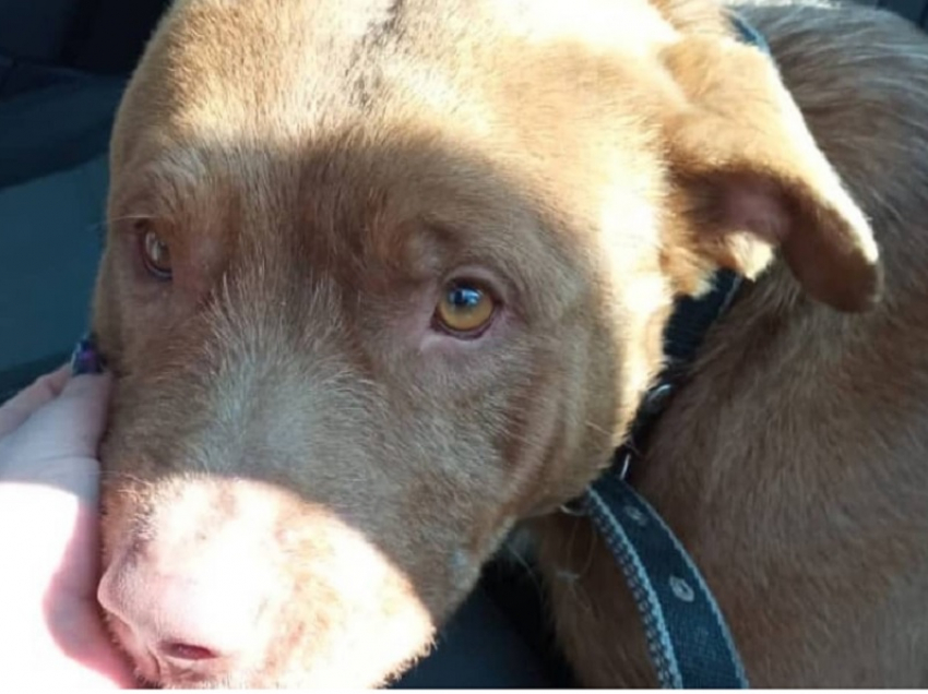 В Анапе ищут нового хозяина для пса, которого полгода назад бросили в аэропорту