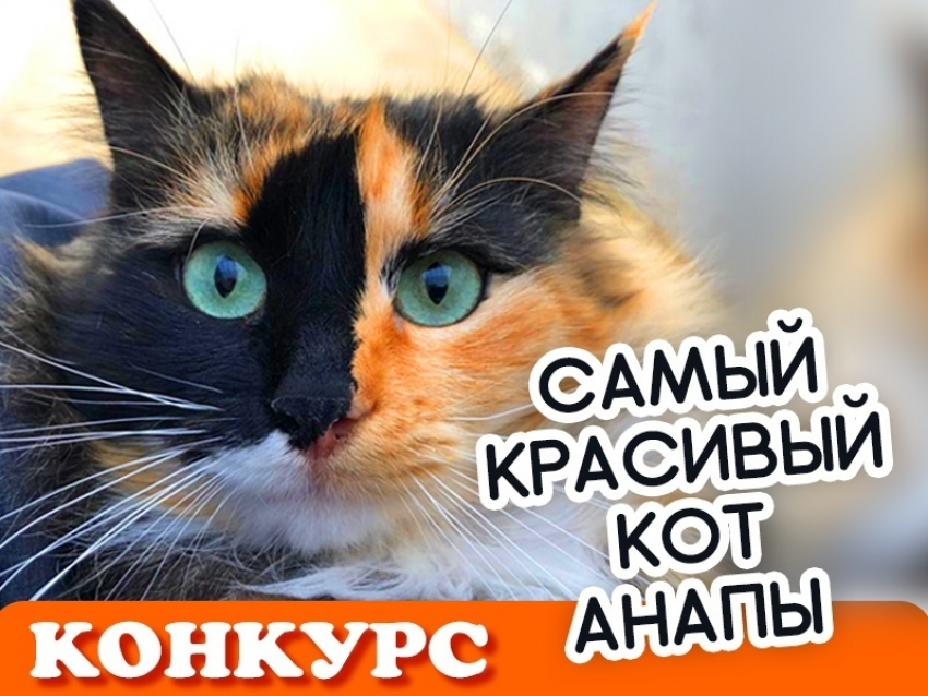 Скоро стартует новый конкурс «Самый красивый кот Анапы"