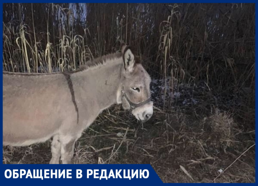 Анапчане сообщают, что у парка «Джунгли» на улице замерзают ослик и пони