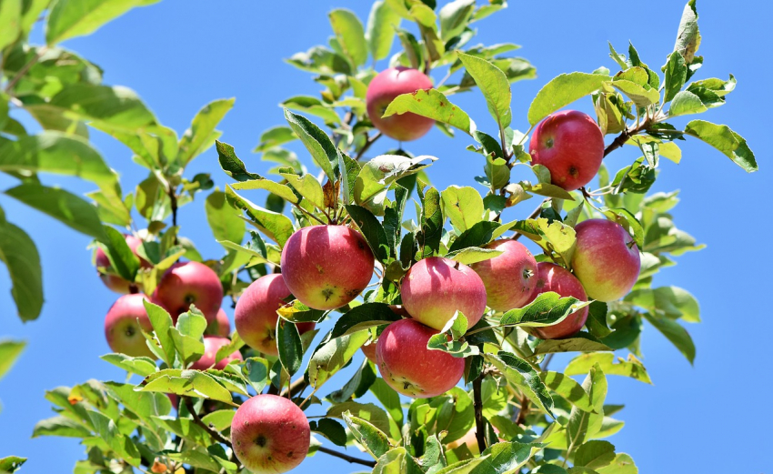 День яблони будет в Анапе пасмурным и тёплым