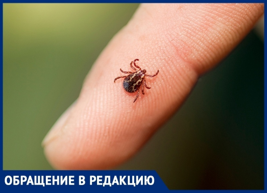 Крик души анапчанки: клещи заедают не только собаку, но и её саму